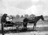 Mrs. Ahern driving horse drawn wagon with her son and daughter - Babson Park, Florida