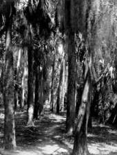 Path through the trees - Pinellas County, Florida