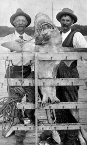 Fishermen and their catch of a 350 lb. shark - Saint Petersburg, Florida.