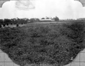 Five acre peanut patch planted by Woodrow Fletcher - Gilchrist County, Florida