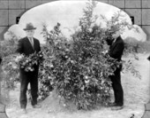 Two men stand in a satsuma grove - Escambia County, Florida