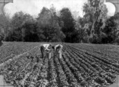 Two workers harvesting in lettuce field - Marion County, Florida