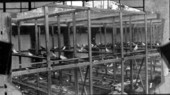 Pigeon housing at a squab farm - Palatka Region, Florida