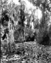 Scenic view of a swamp in south Florida