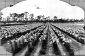 View of five acre easter lily field - Manatee County, Florida