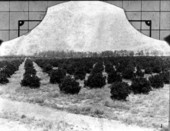View of a young orange grove - Highlands County, Florida