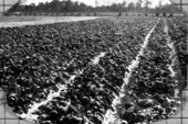 Truck crops grown in Volusia County