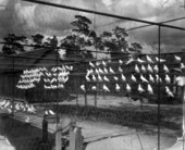 Pigeon housing at a squab farm near Longwood.