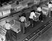 Interior view of orange packing plant showing employees at work - Leesburg, Florida