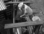 Cattle being treated for stomach worms at the Heart Bar Ranch in Kissimmee, Florida.