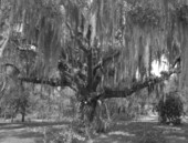View of oak tree covered in Spanish moss and air plants - Tampa, Florida.