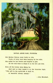 Royal Arch Oak - Florida