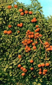 Tangerines.