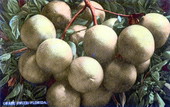 Grape fruit.