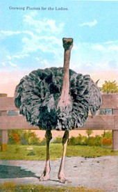 Growing plumes for the ladies.