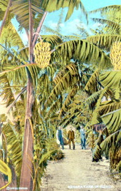 Banana farm in Florida.