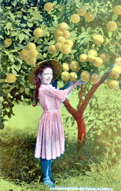 Gathering grapefruit in Florida.