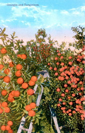 Oranges and tangerines