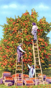 Picking oranges