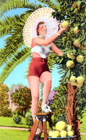 Picking luscious grapefruit