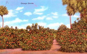 Orange groves