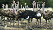 Ostrich farm - Jacksonville, Florida.