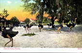 Ostrich farm - Florida.