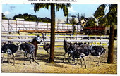 Ostrich farm - South Jacksonville, Florida.