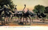 Group of ostriches at an ostrich farm - Florida.