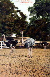 At the ostrich farm - Jacksonville, Florida.