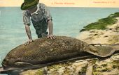 A Florida manatee