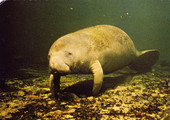 Manatee