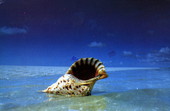 Florida triton