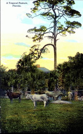Tropical pasture