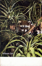 A Florida coon