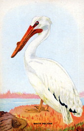 White pelican