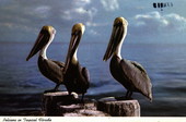 Pelicans in tropical Florida