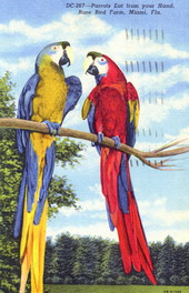 Parrots eat from your hand