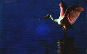 Spoonbill - nest on isolated mangrove islands in the Florida Bay