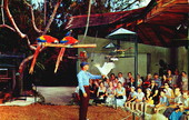 Macaws and cockatoos perform in "parrot bowl"
