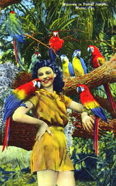 Parrot Jungle scene.