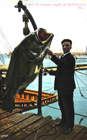 A 300 pound grouper caught off Pensacola - Florida.