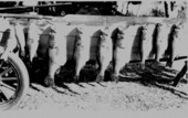 Bass lined up over a rowboat.