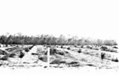 Newly planted citrus grove