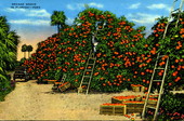 Orange grove in Florida