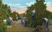 Picking oranges - Florida.
