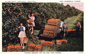 Picking oranges for you and your friends