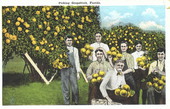 Picking grapefruit - Florida