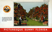 The Orange tree of sunny Florida