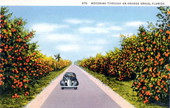 Motoring through an orange grove - Florida